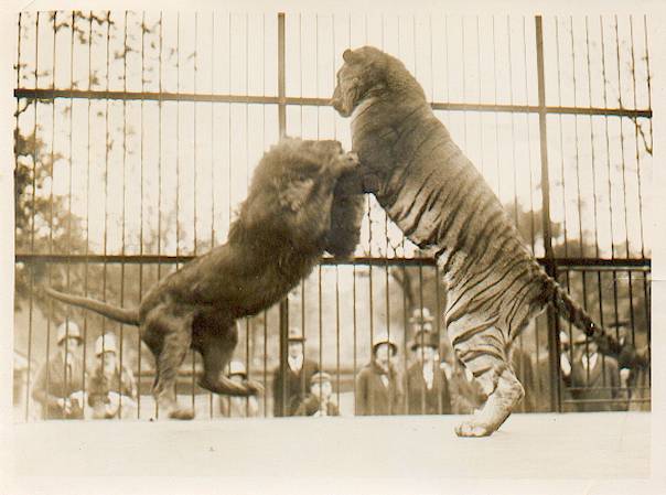  aslan mı kaplan mı