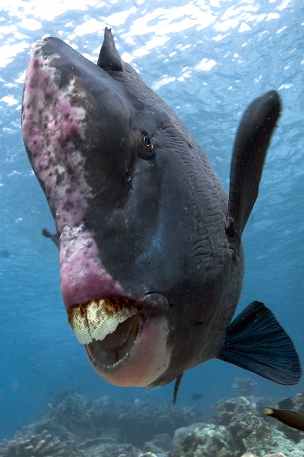 Самая некрасивая рыба в мире фото