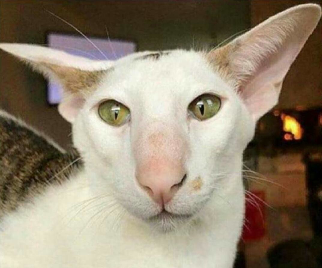  Tüm Kedi Resimleri Gifleri Swf (Sadece Kediler)