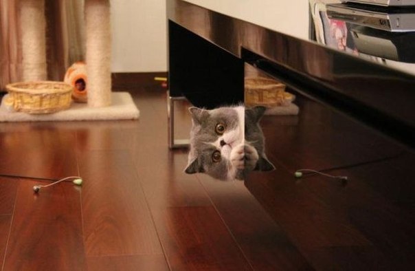  Tüm Kedi Resimleri Gifleri Swf (Sadece Kediler)