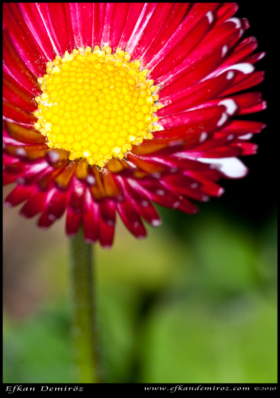  DH (efkndmrz) Sergisi