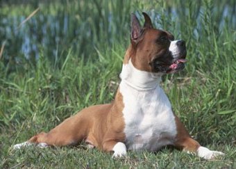  Köpek Önerisi (5 köpeğimiz var fotolu)