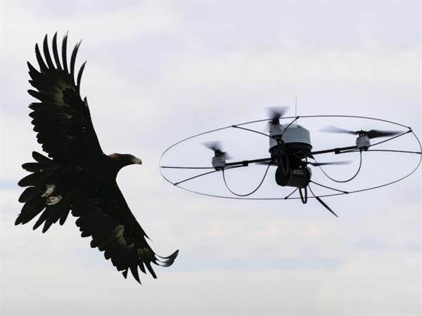 Eğitimli kartallar izinsiz drone'ları havada yakalayacak