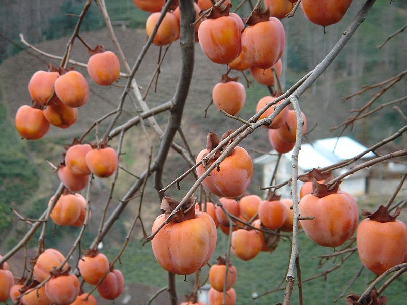  cennet hurması
