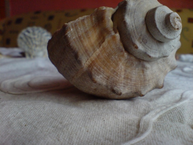  ===>3,2MPLİ k770/K790/K810/C510/P1 FOTOĞRAF PAYLAŞIM ARENASI<===