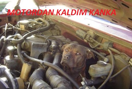  EHLİYET SINAVI SONUÇLARI KAÇTA AÇIKLANACAK..