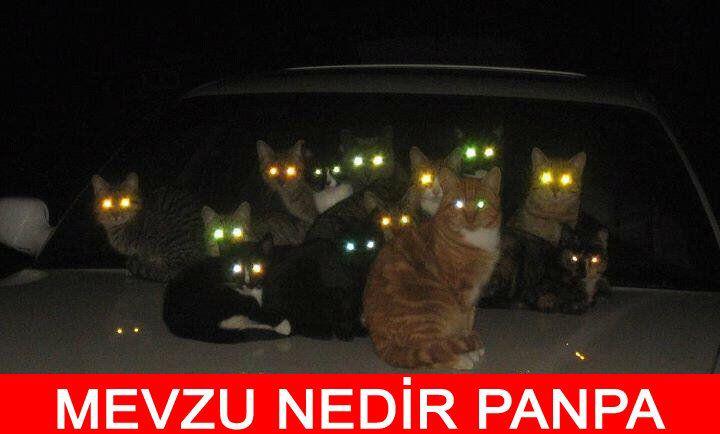  Yancı kedi  [SS]