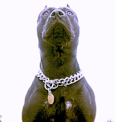  Kendinize bekçi tutarken hangi köpegi terçih ederdiniz