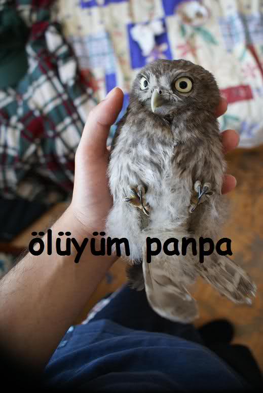  BAYKUŞ ALDIM! (İSMİ NE OLSUN?)