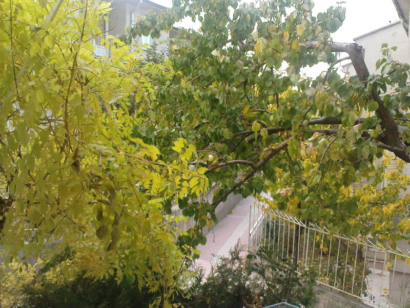  ===>3,2MPLİ k770/K790/K810/C510/P1 FOTOĞRAF PAYLAŞIM ARENASI<===