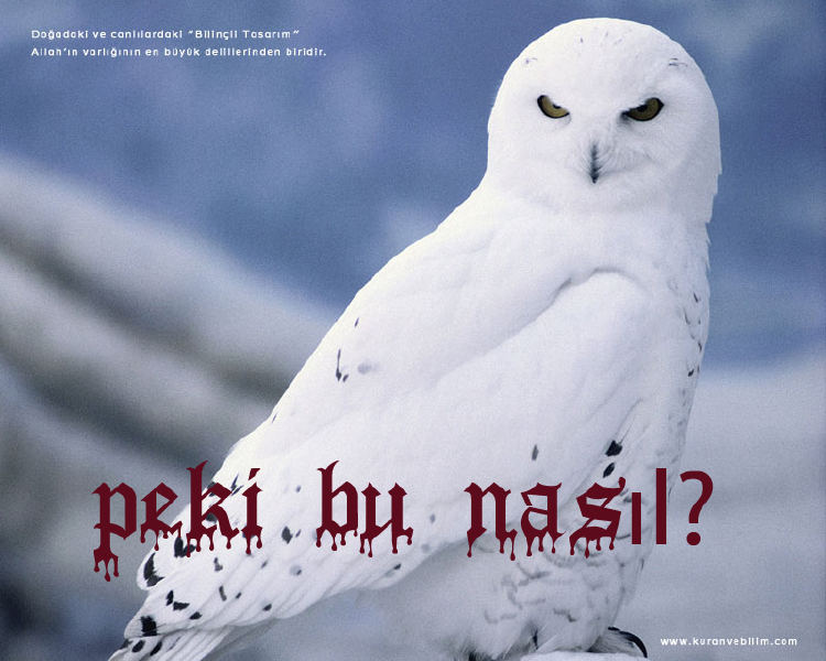  Baykuş ötüyo (NASI YAKALAYABİLİRİM)