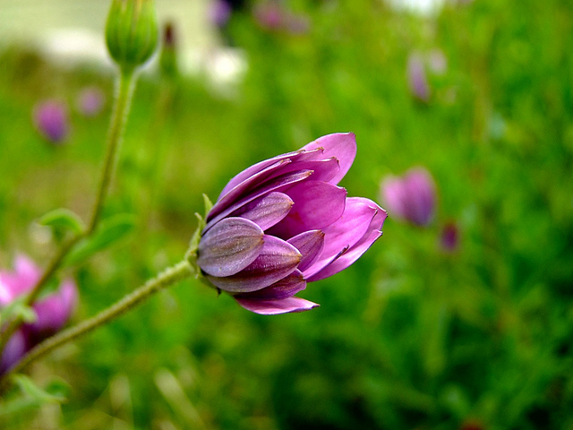  FUJİ  S200EXR (ana başlık)