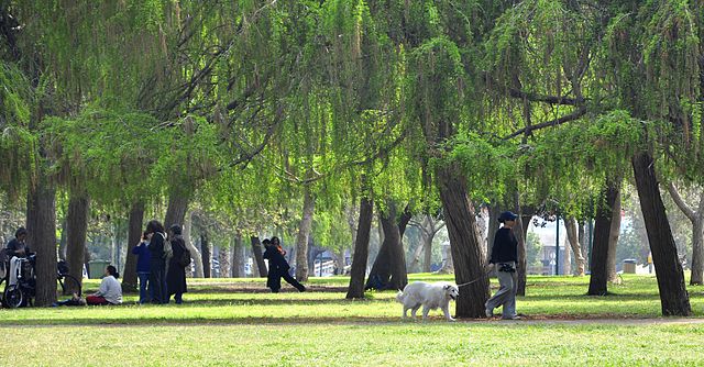  Amerikan Park Yaptırıcam Sorulaım var.. . .