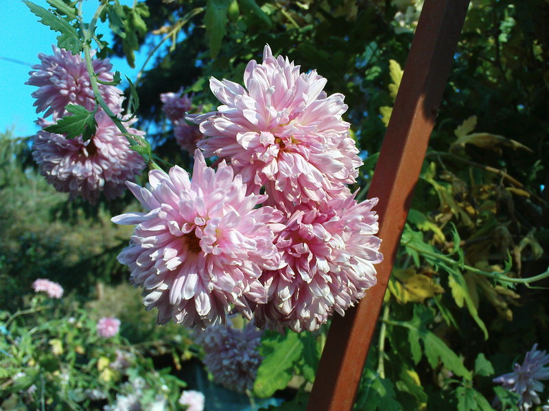  ===>3,2MPLİ k770/K790/K810/C510/P1 FOTOĞRAF PAYLAŞIM ARENASI<===