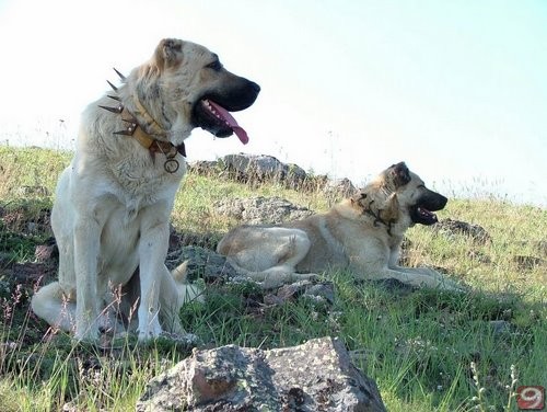  Arkadaşlar Köpek Alacağım ? [Pittbull Mu?,Kangal Mı?,Golden R. Mi?]