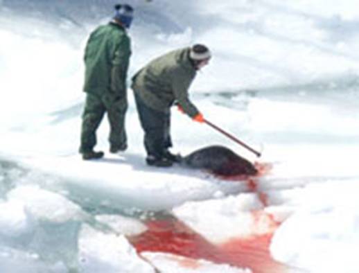  Kanada fok katliamı (her yıl katledilen 335.000 fok) - yapabileceğiniz 5 şey
