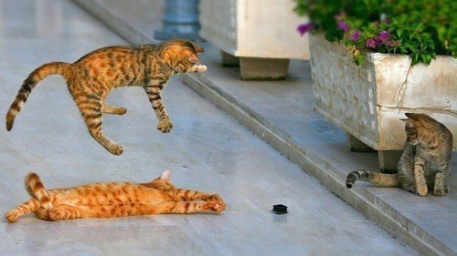  Tüm Kedi Resimleri Gifleri Swf (Sadece Kediler)