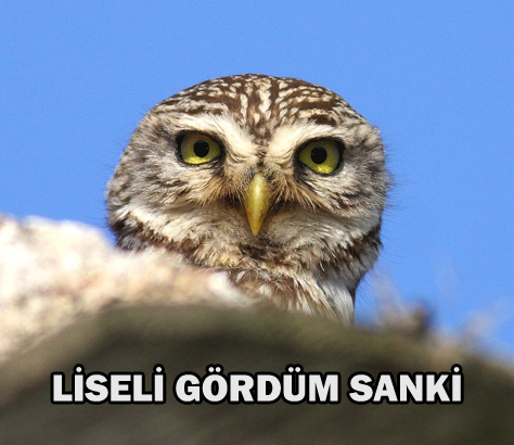  Bi tane O rly yaptım.SS'li [Bi dene daha eklendi]