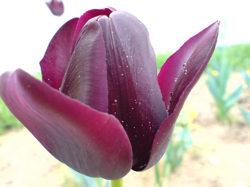  ===>3,2MPLİ k770/K790/K810/C510/P1 FOTOĞRAF PAYLAŞIM ARENASI<===