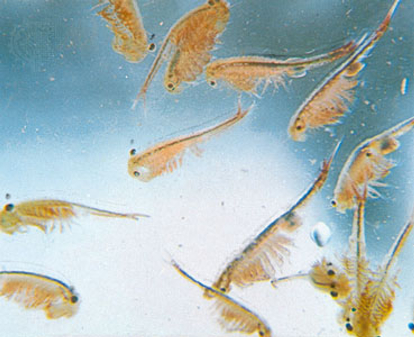  Sea monkeys ( Su maymununa dönüşen toz )