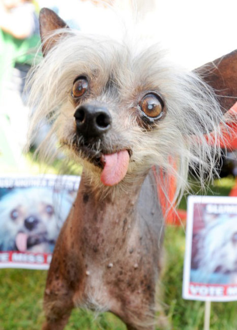 Dünyanın en çirkin köpeği belli oldu | DonanımHaber Forum