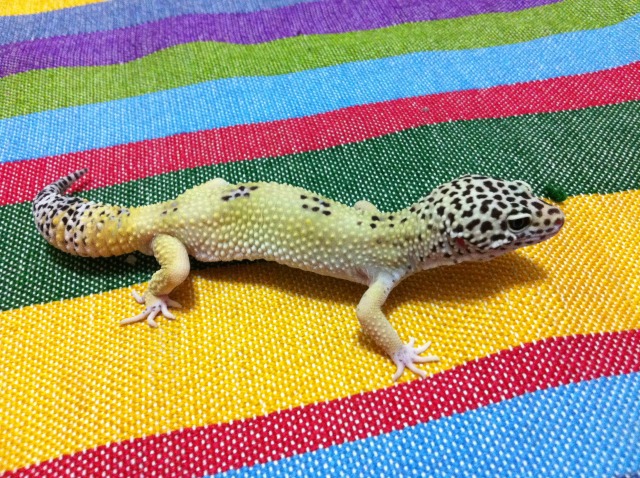  Leopard Gecko