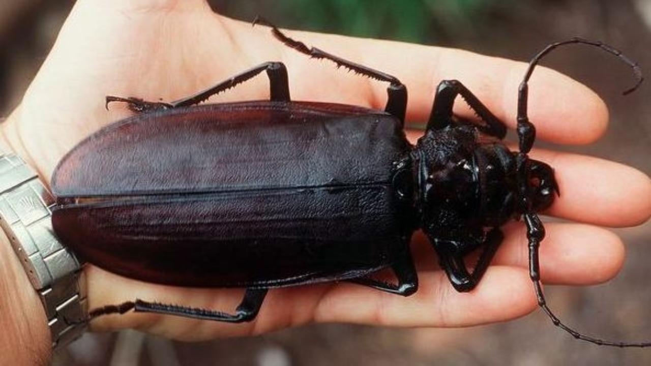 самые большие насекомые в мире фото