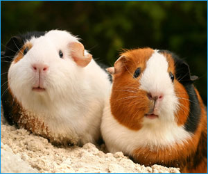  Bu tip Guinea Pig(Ginedomuzu) Kafesini Nereden Bulabilirim [Ankara]