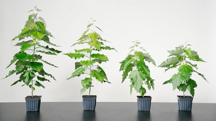 Çok daha hızlı büyüyen genetiği değiştirilmiş ağaçların ekimi başladı