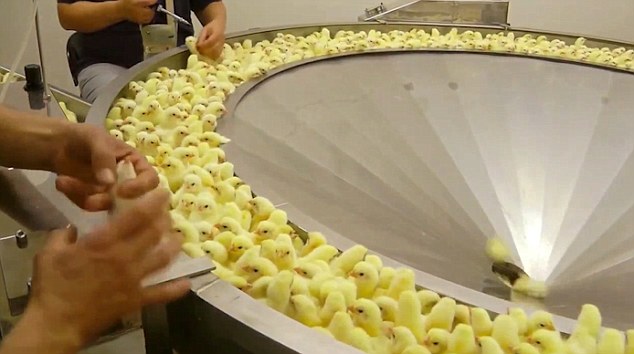  Civcivlere Yapılan Vahşi Muamelenin Görüntüleri Çıktı
