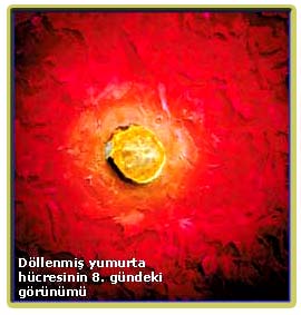  ++ insanın yaratılış serüveni