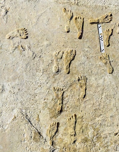 Amerika’da 23.000 yıllık insan izlerine rastlandı: Kıtadaki en eski insan faaliyeti