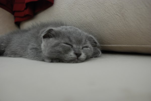  2 aylık erkek scottish fold