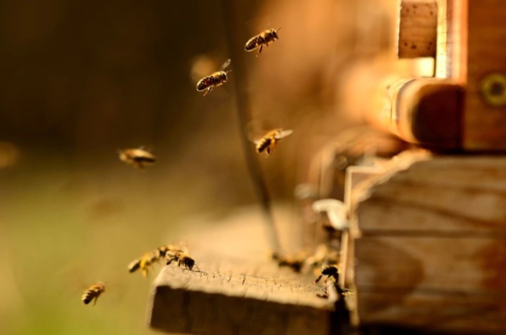 Böcek ilaçları arıların uyku davranışlarını değiştirebilir