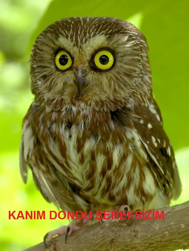  Dünyanın en büyük böcekleri