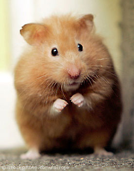  Hamster alacaklar için rehber. (Gonzales)