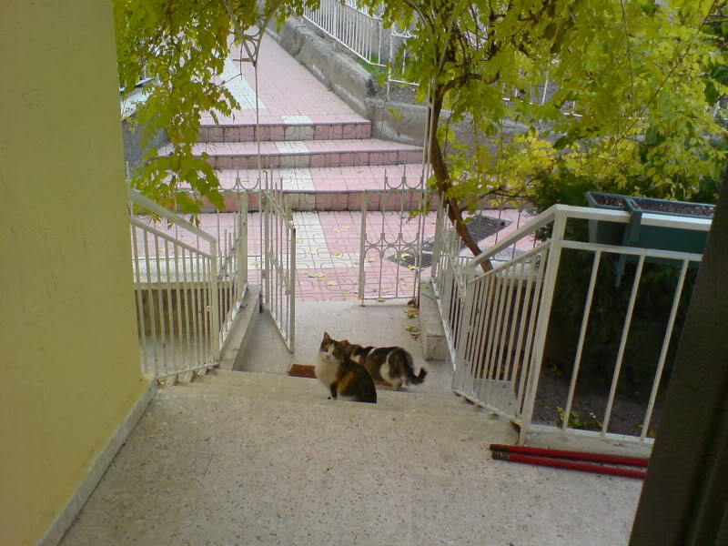  ===>3,2MPLİ k770/K790/K810/C510/P1 FOTOĞRAF PAYLAŞIM ARENASI<===