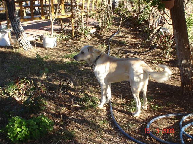  Fikrinizi almak istedim (köpekler hakkında önemli)