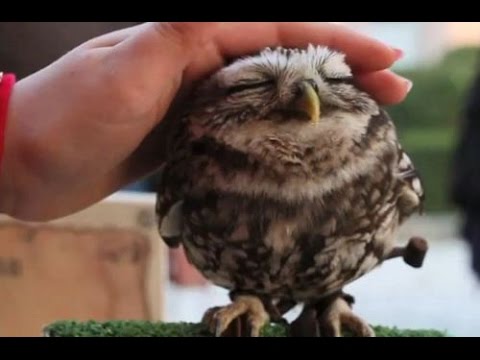  Vahşi hayvanlar evcile dönüşebilseydi hangi hayvanı beslesmek isterdiniz?