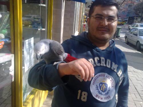  Satılık PAPAĞAN (JAKO)
