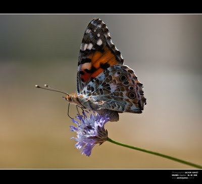  Hangi D-SLR Hangi Lens - Bilenlere danışıyorum.