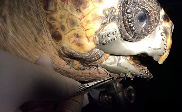 Pamukkale Üniversitesi dünyada ilk defa deniz kaplumbağasına 3D çene protezi taktı