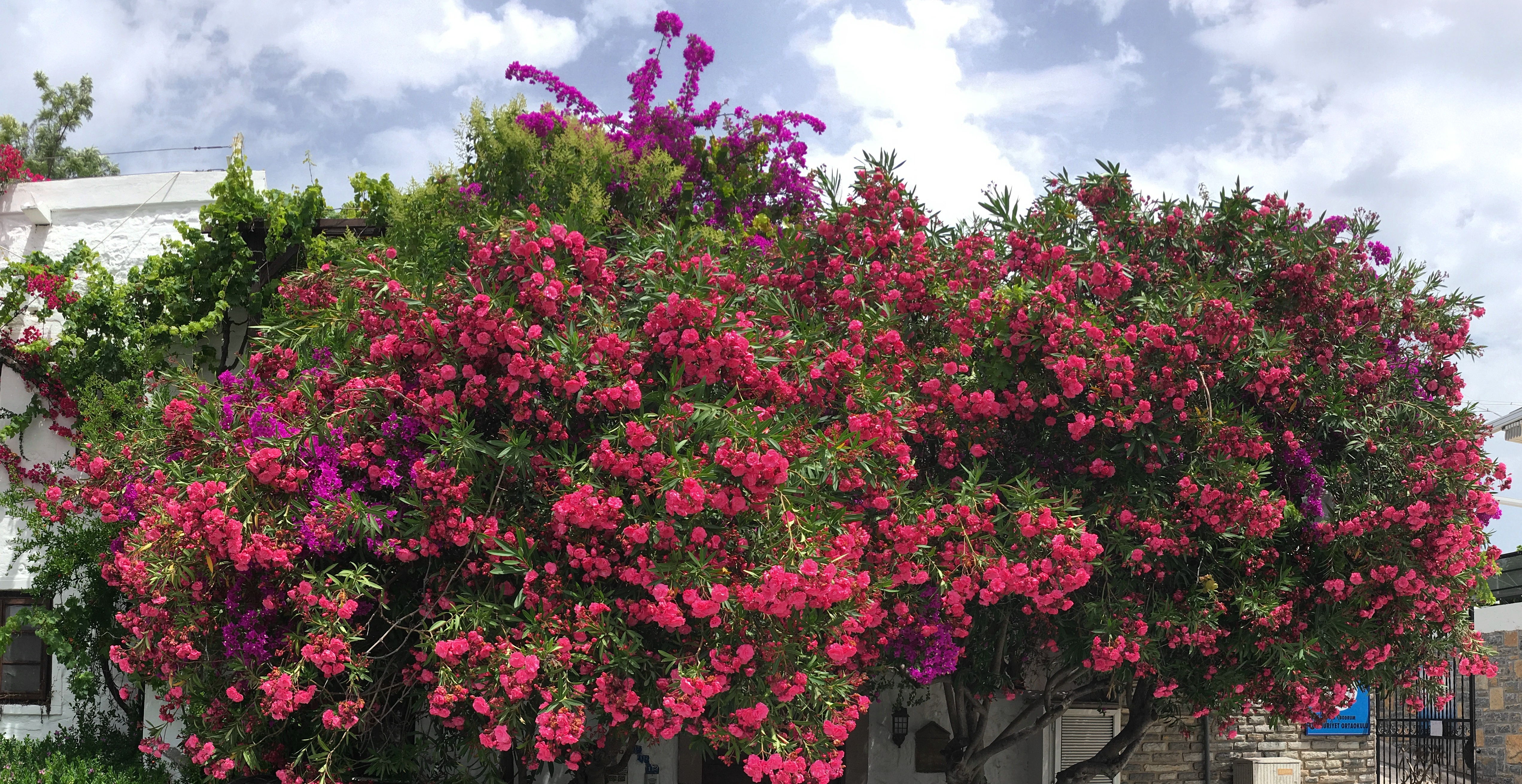  Bodrum'a yerleşsek...