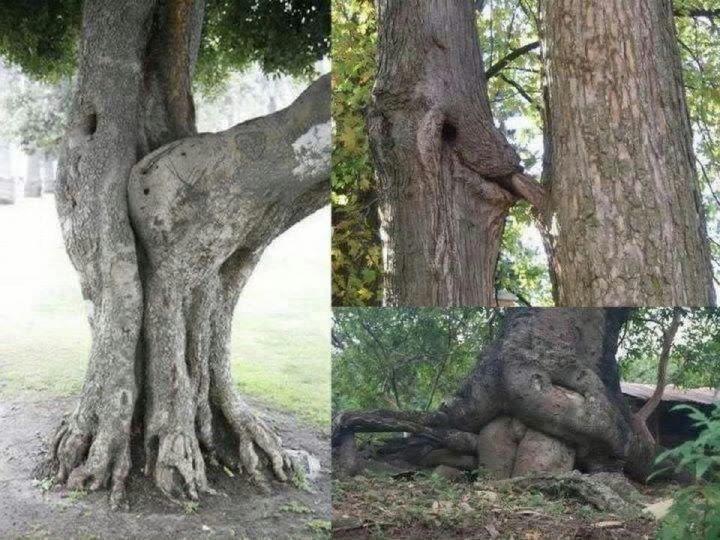  bu nasıl ağaç kökü ssli