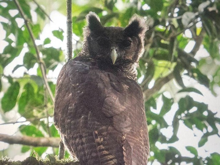 150 yıldır görülmeyen baykuş Gana’da görüntülendi