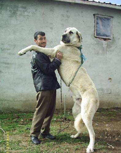  Kangal Mı GSD (Alman kurdu) mu?