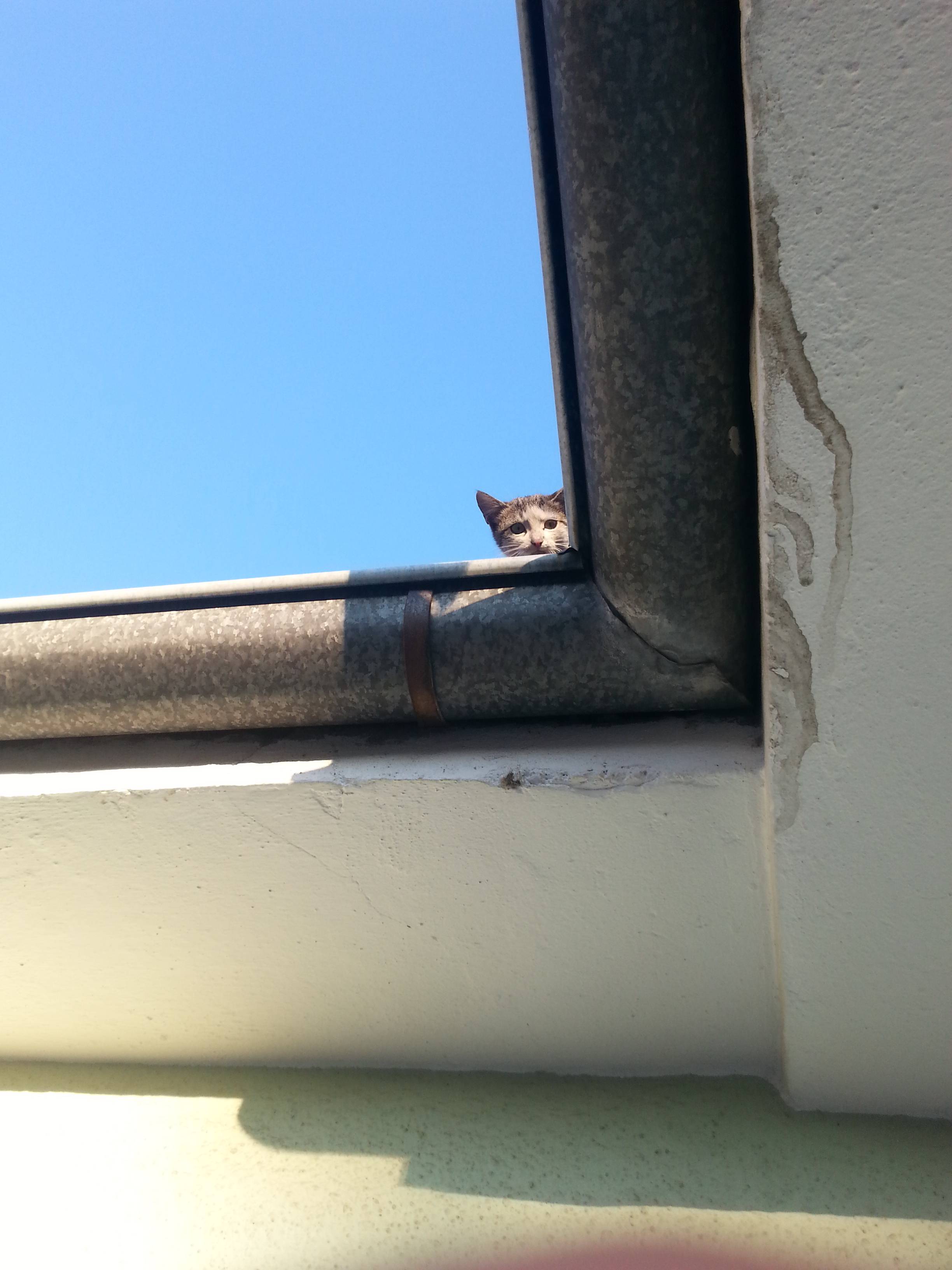  Evin çatısında kedi var 2 haftadır indiremedik. SS'li