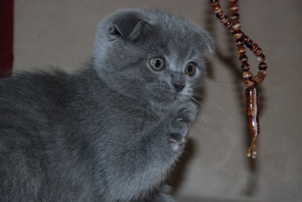  2 aylık erkek scottish fold