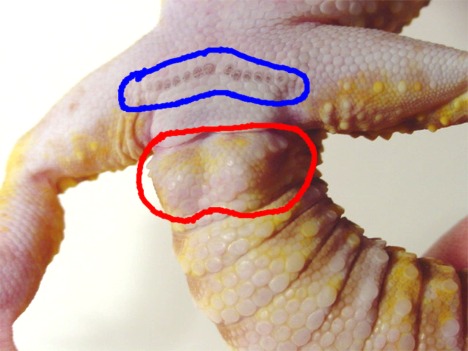  Leopard Gecko besleyen var mı?
