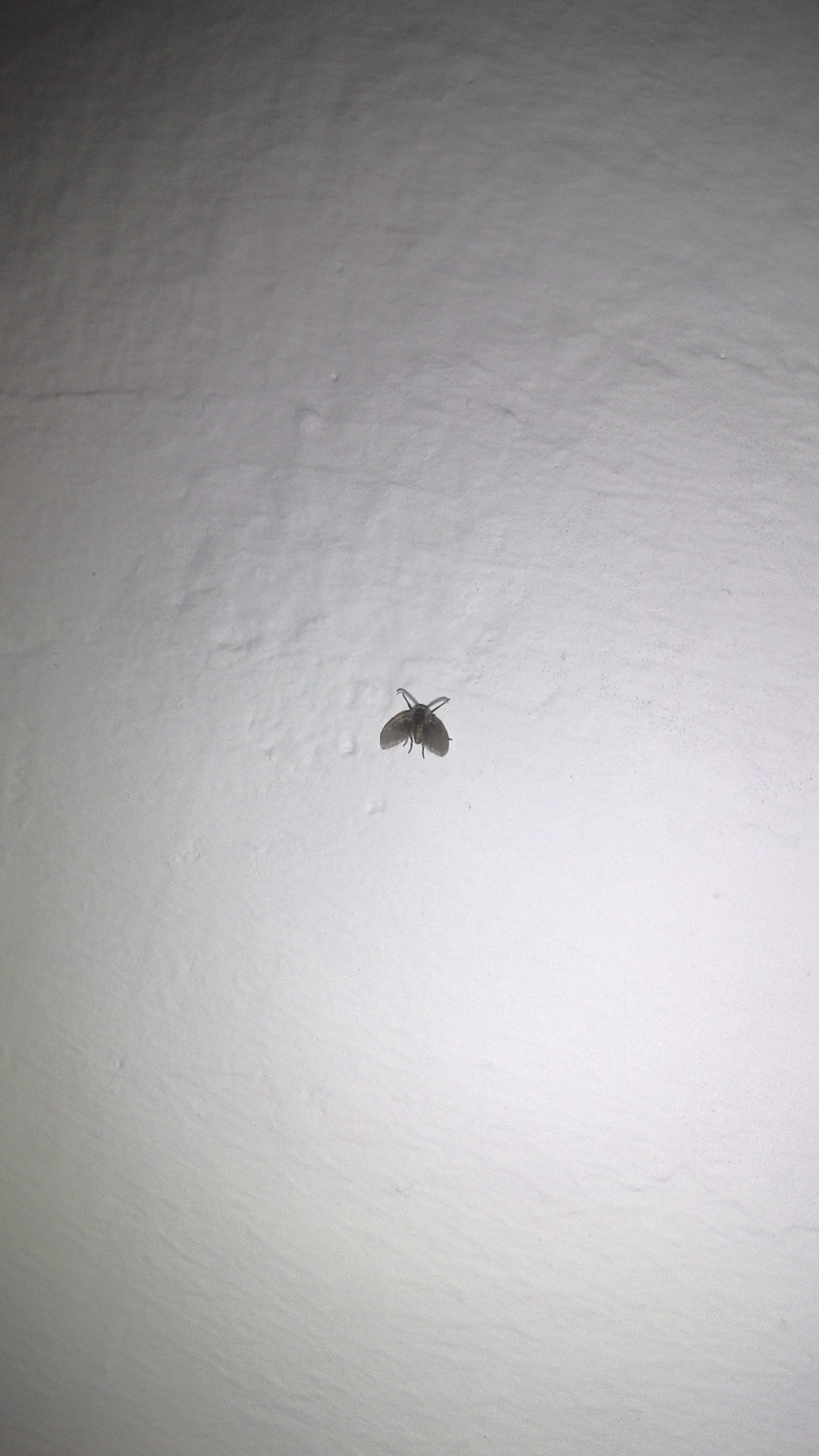 evde küçük sinekler
